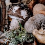 Healthy Eating Series All About Mushrooms in Your Diet