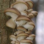 Oyster mushrooms