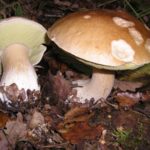Porcini mushrooms