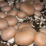 Portobello mushrooms